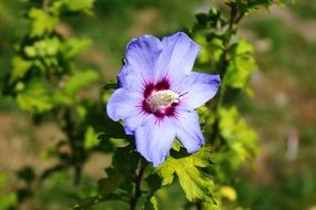 delicate blue summer flower hibiscus