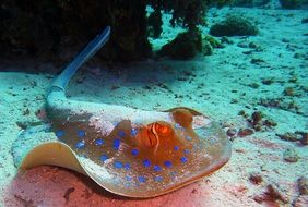 blue spotted stingray underwater