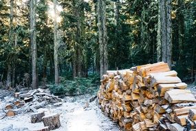 wood logs winter scene