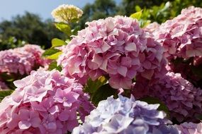 hydrangea flowers in a garden