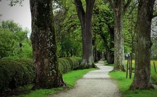 walk path beneath beautiful trees