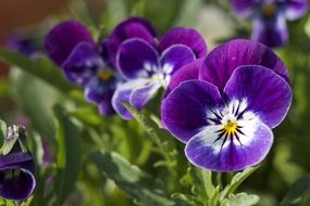 purple delicate pansies