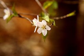 White blossom of a cherry on a blurred background