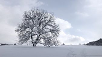lonely wide bare tree on snowy field, winter landscape