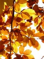 autumn foliage in the sunlight