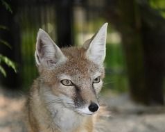 close up photo of furry fox head