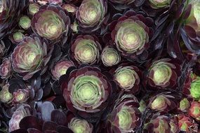 dark red green flowers