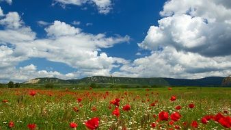 poppy field in rural landscape