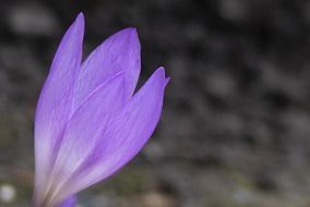 delightful purple flower