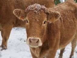 red cows at winter