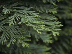 Beautiful green thuja branches of different shades