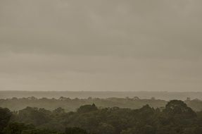 Amazon in forest in the Brazil