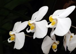 orchid white flowers