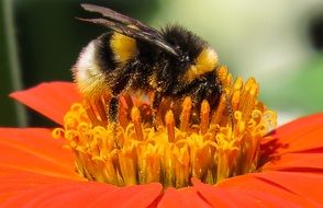 macro photo of hummel insect in nature