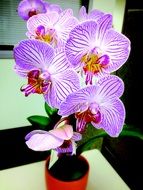 closeup photo of Beautiful orchid flowers in the pot