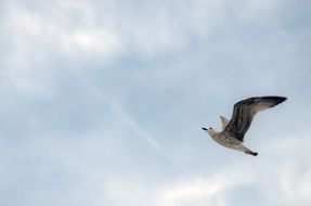 Seagull near the clouds