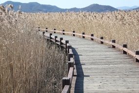 wooden pier among dry reeds