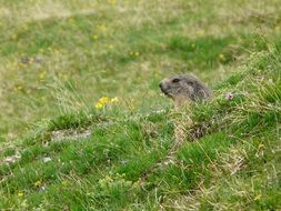 wild marmot in green grass portrait
