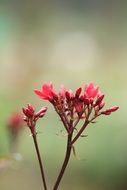 stunningly beautiful red spring green plant