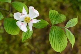 white flower bloom close up