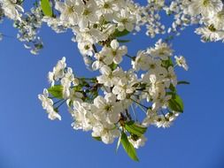 blooming branches of cherry tree