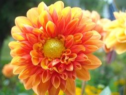 orange dahlia close-up