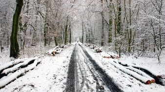 Snow lane in winter forest