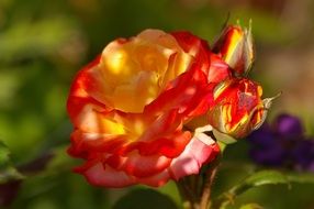 beauty gentle charming rose