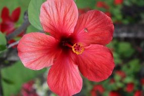 red flower in the garden
