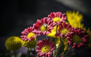 honey bee sitting on the garden flower