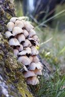 small toxic mushrooms at the foot of a tree