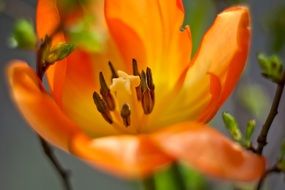 Blooming orange tulip close-up