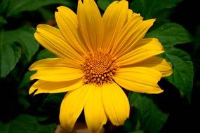 yellow flower above deep green leaves