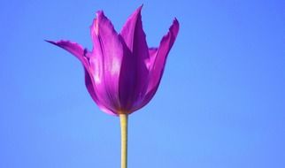 lilac flower