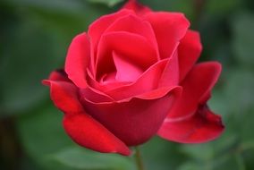 Red rose flower blossomes in the garden in spring