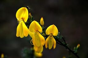 Yellow cytissus blossoms in nature