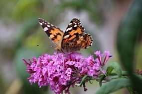 Spotted butterfly on a pink summer flower