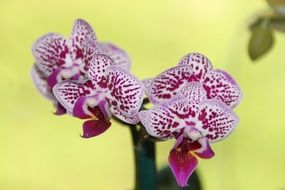 Picture of the pink orchid flowers