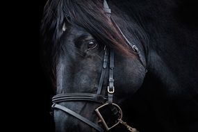 thoroughbred black stallion portrait