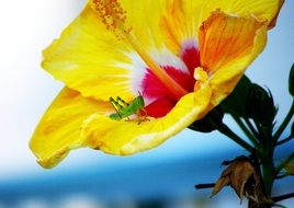 green grasshopper on a yellow flower