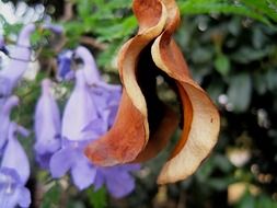 Close-up of an open jakaranda seedod near the beautiful purple flowers in nature
