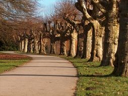 Trees on a alley on a sunny day