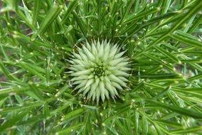 green bud of thorny thistle