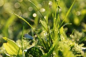 butterfly on grass in sunlight