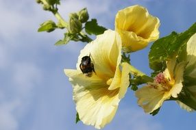 insect on yellow mallow on a sunny day