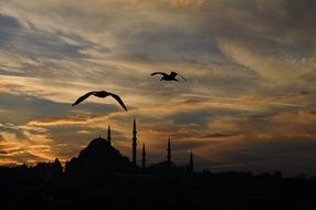 seagulls' silhouettes in Istanbul