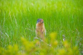 the Groundhog in the fields of Canada