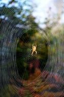 macro picture of yellow spider in center of cobweb