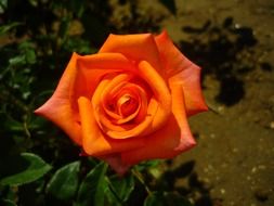 orange rose under the bright sun close up