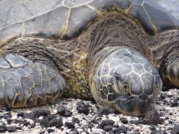 meeresbewohner turtle